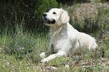 GOLDEN RETRIEVER 755